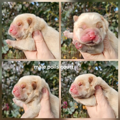 Les chiots de Chow Chow