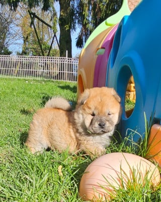 Les chiots de Chow Chow