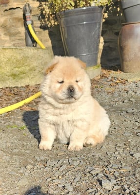 Les chiots de Chow Chow