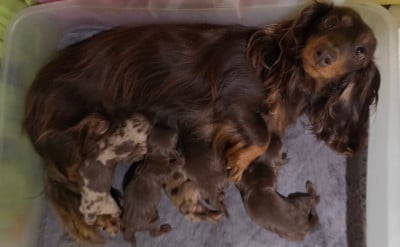 Les chiots de Teckel poil long