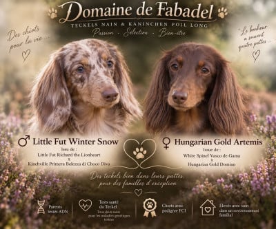 Les chiots de Teckel poil long