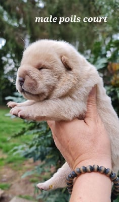 Les chiots de Chow Chow