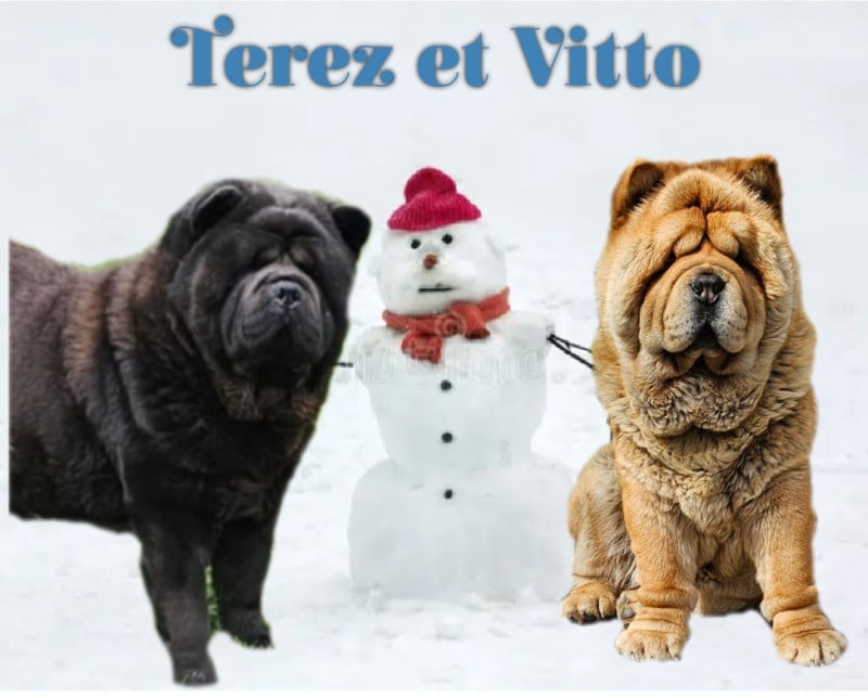 Chow Chow - Le domaine de fabadel