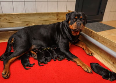COLLIER BLEU - Rottweiler