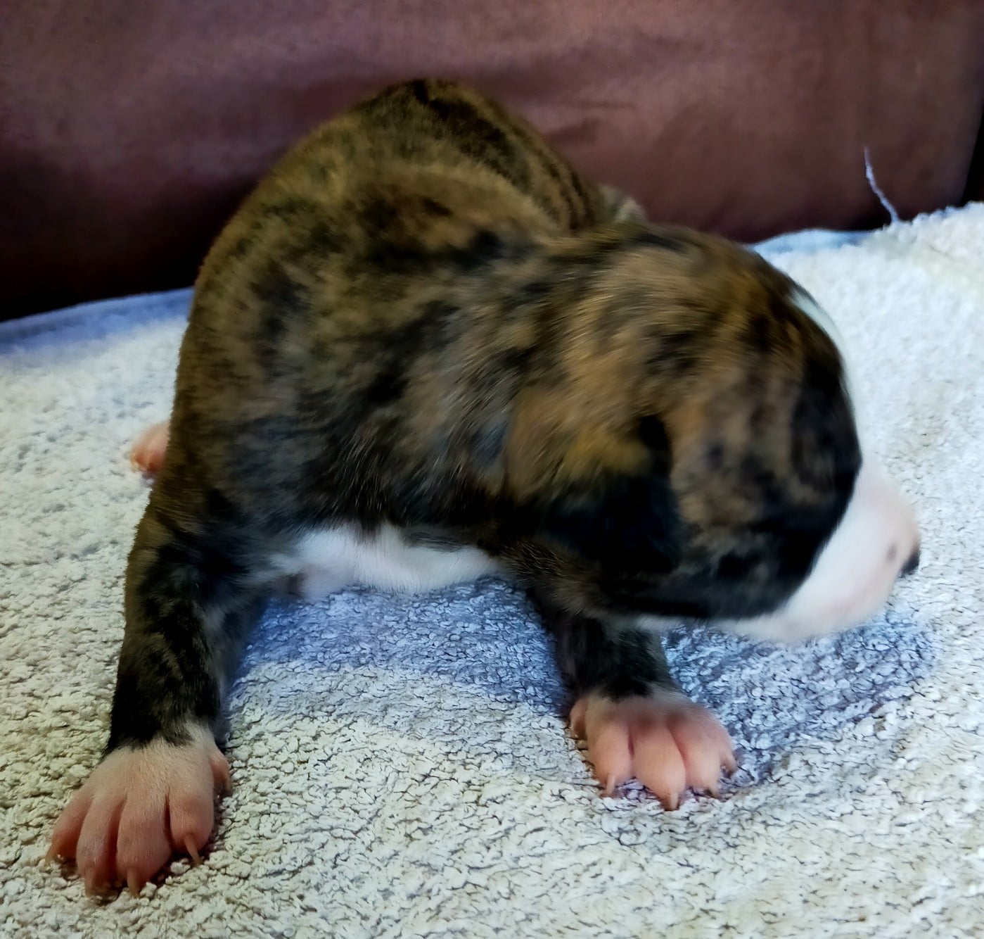 Chiot N°2