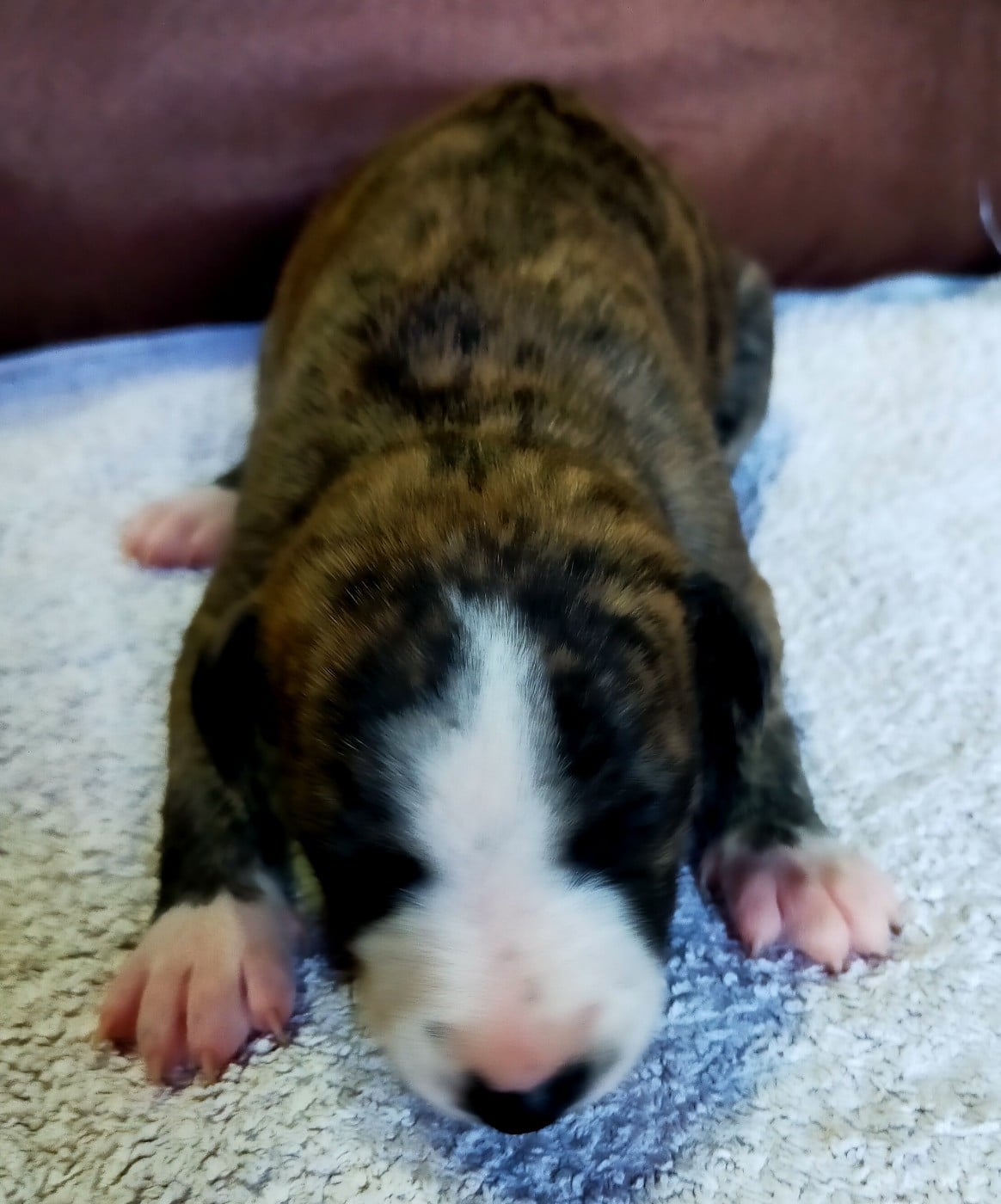 Chiot N°2
