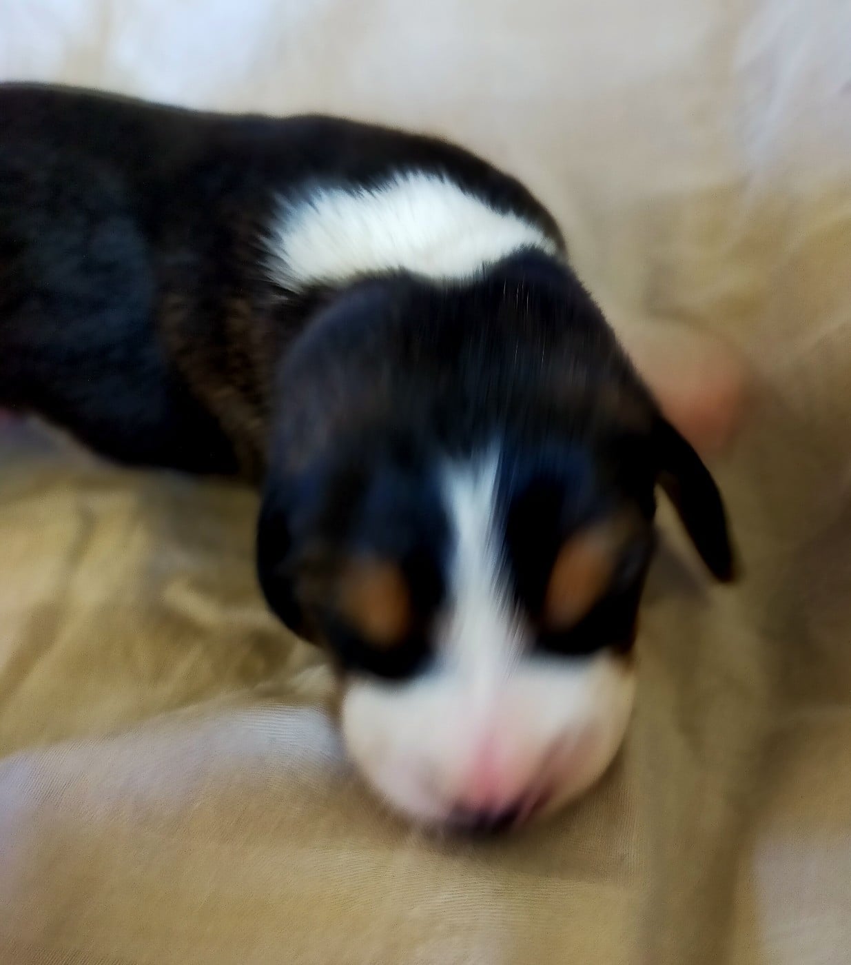 Chiot N°6 - Basset Artesien Normand