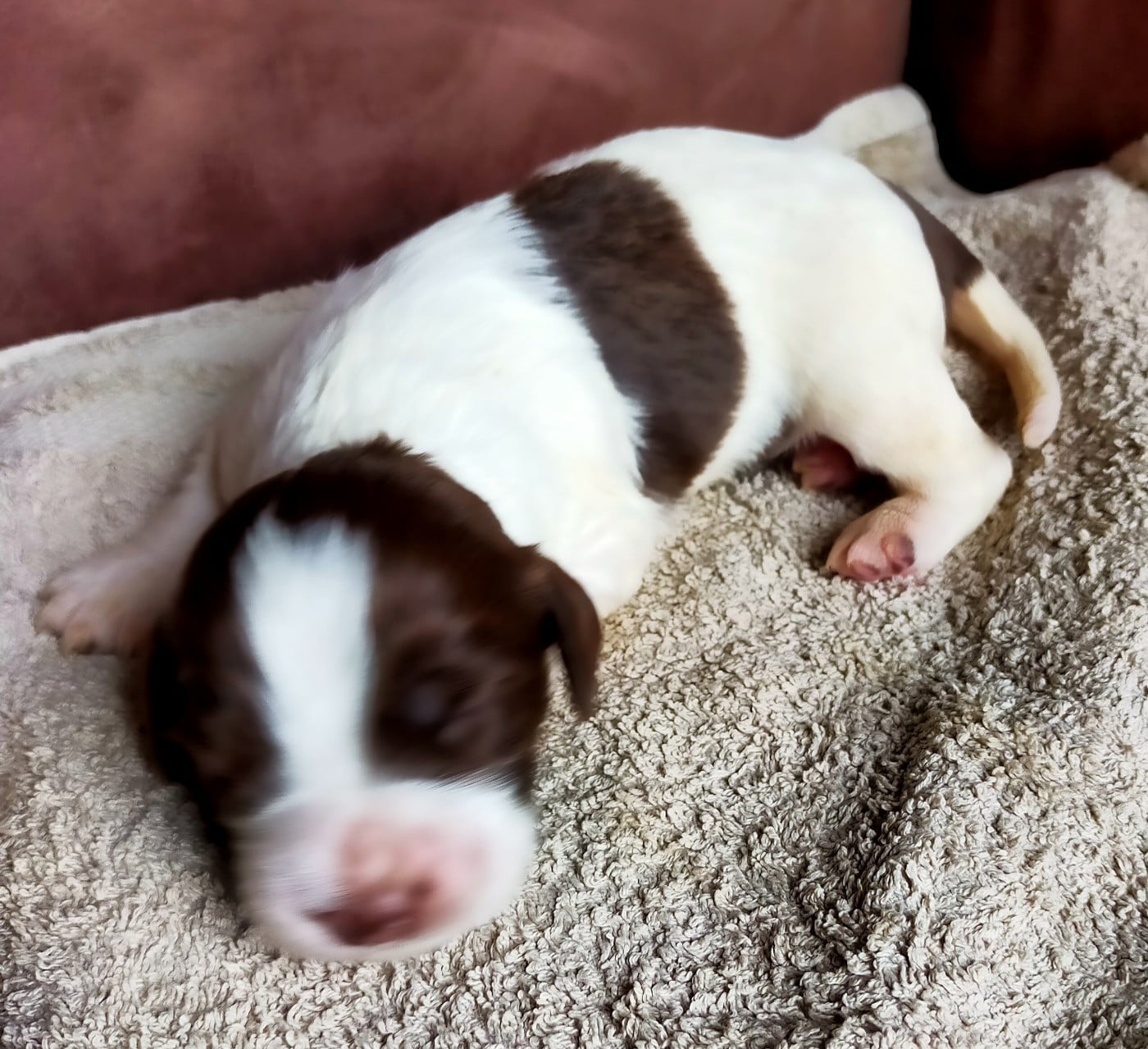 Chiot N°1