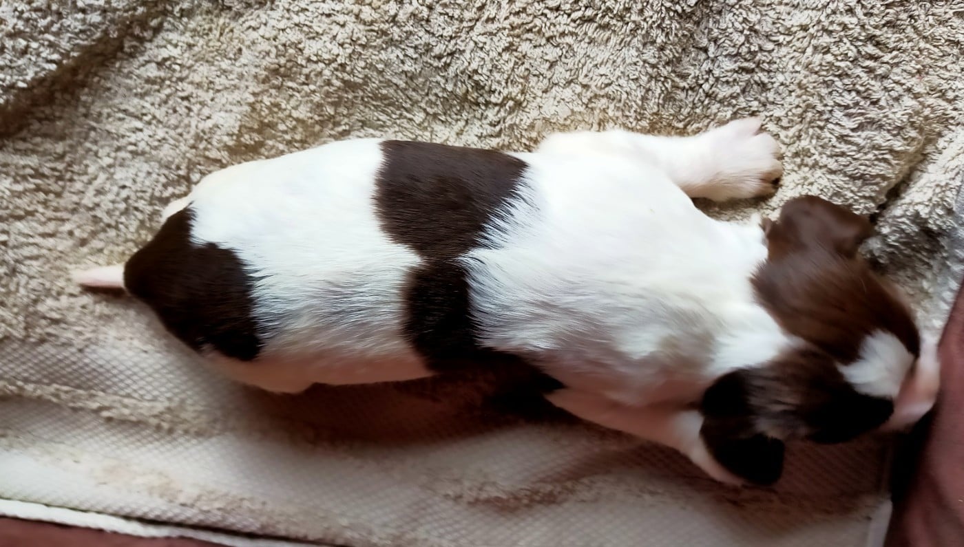 Chiot N°1