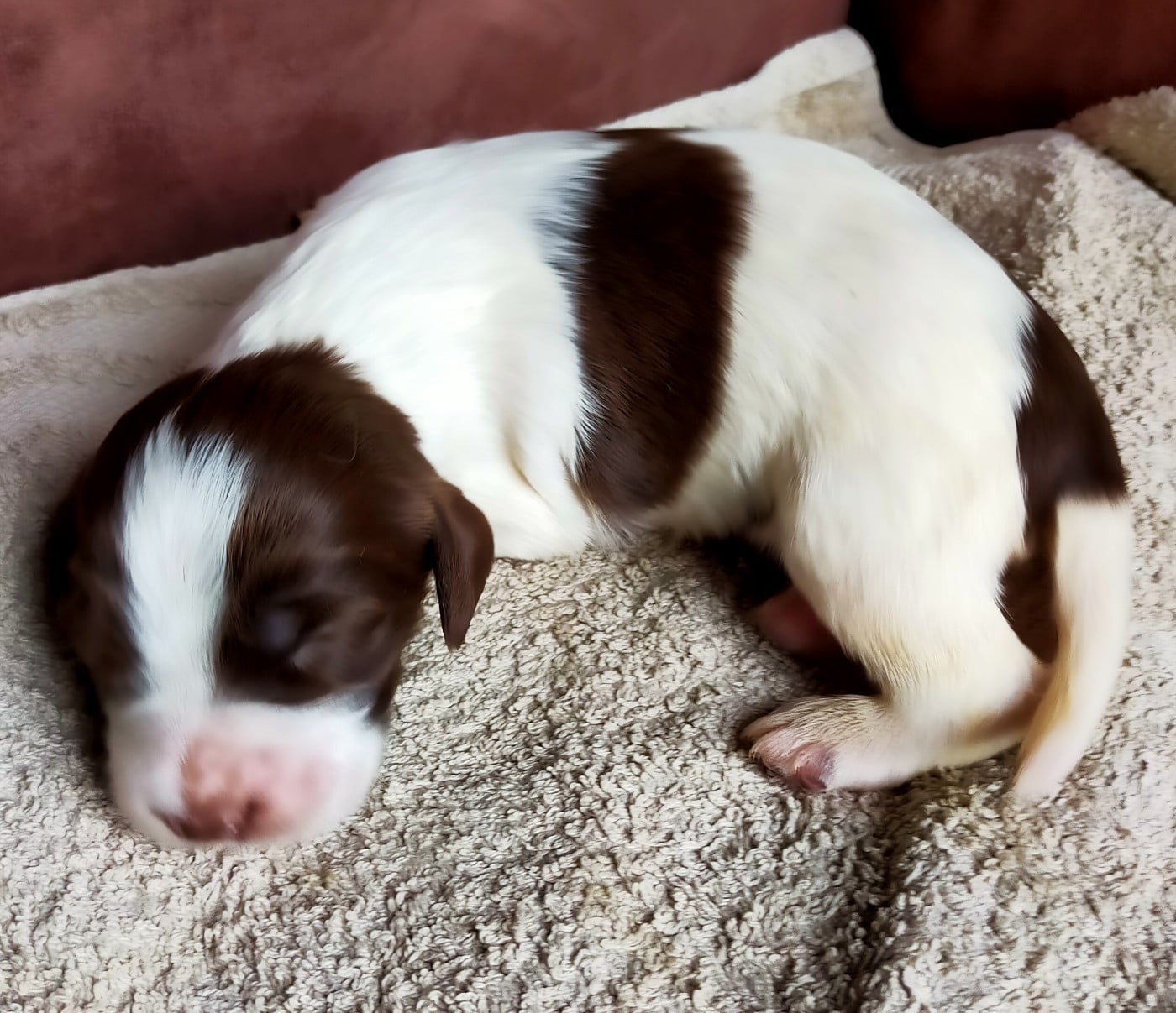 Chiot N°1