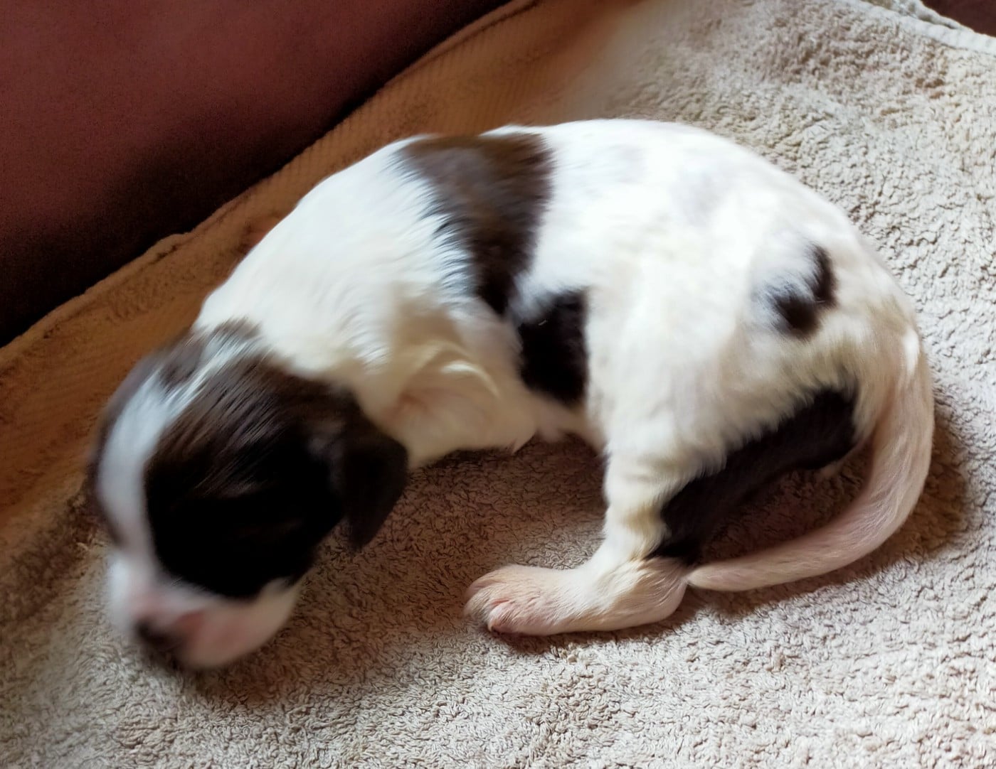 Chiot N°2