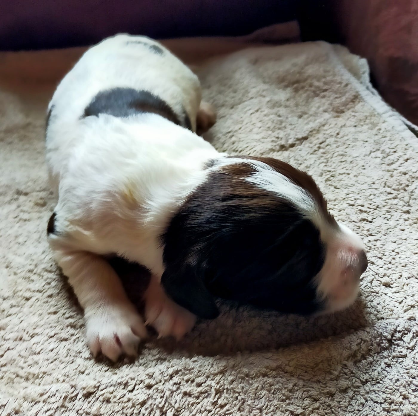 Chiot N°2