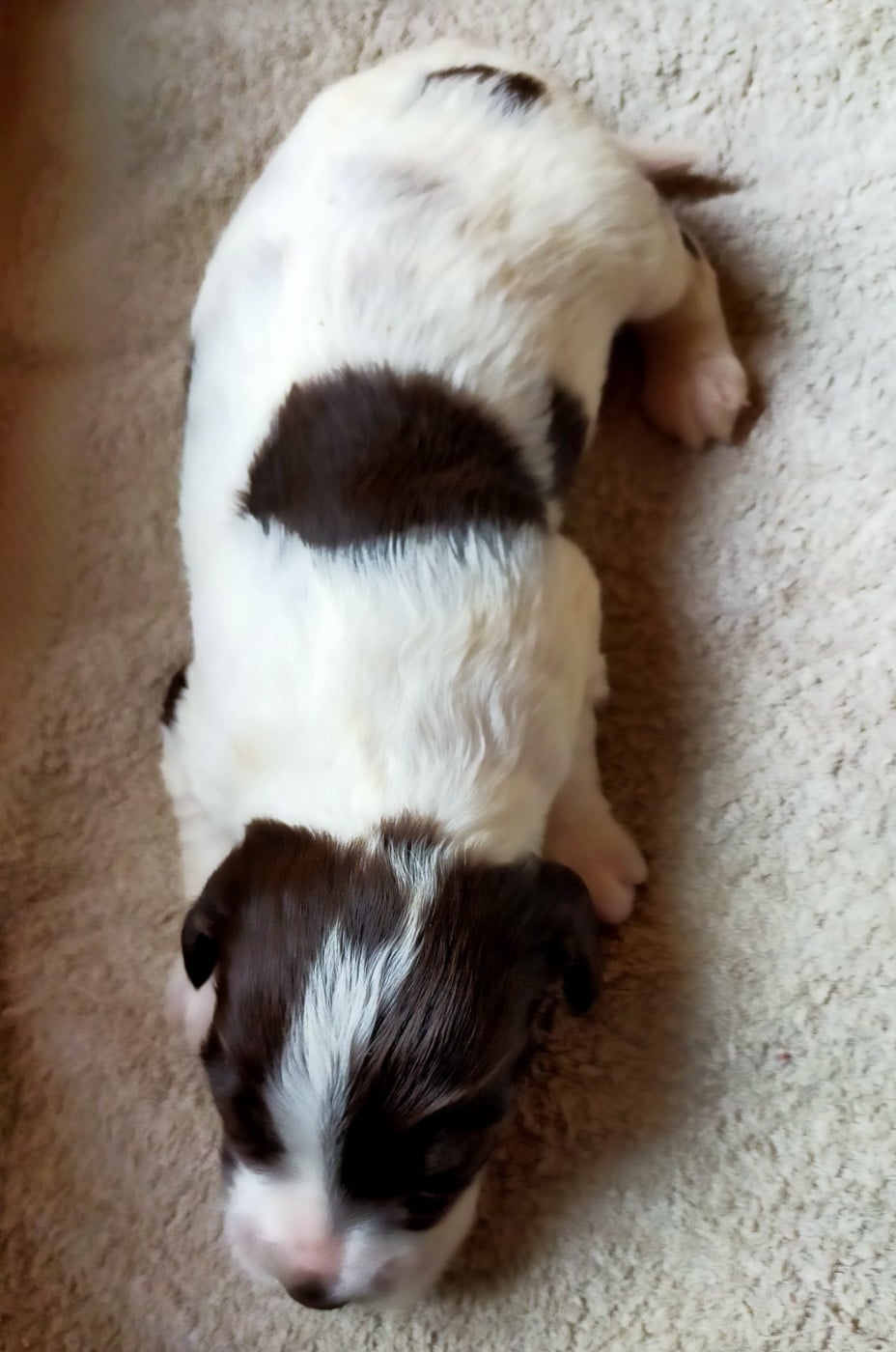 Chiot N°2
