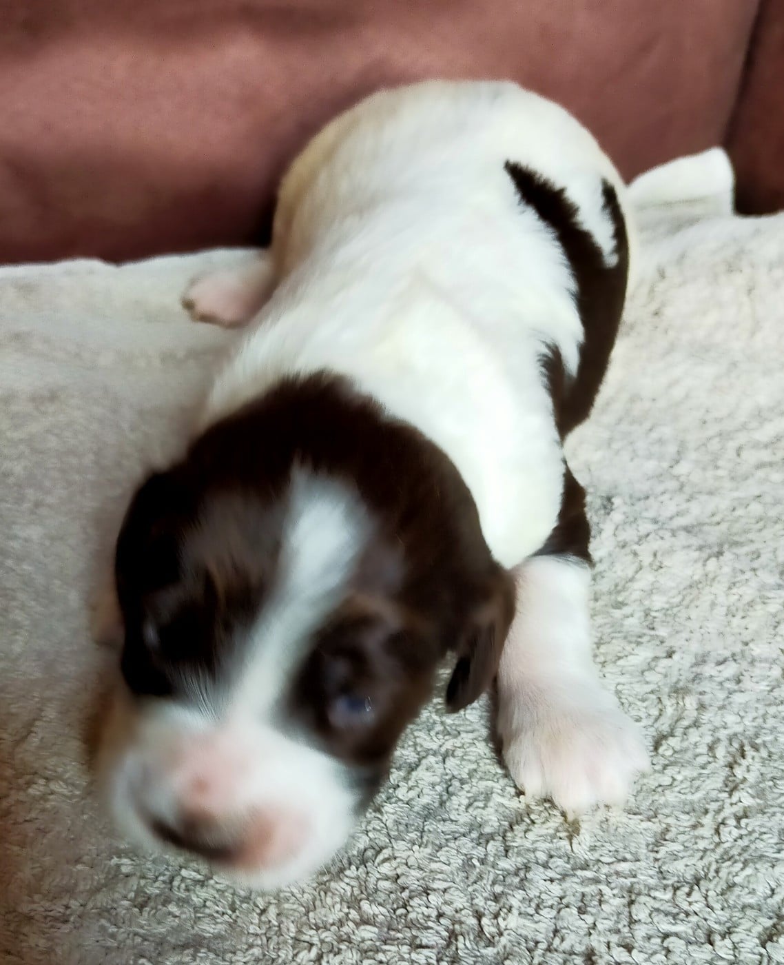 Chiot N°3