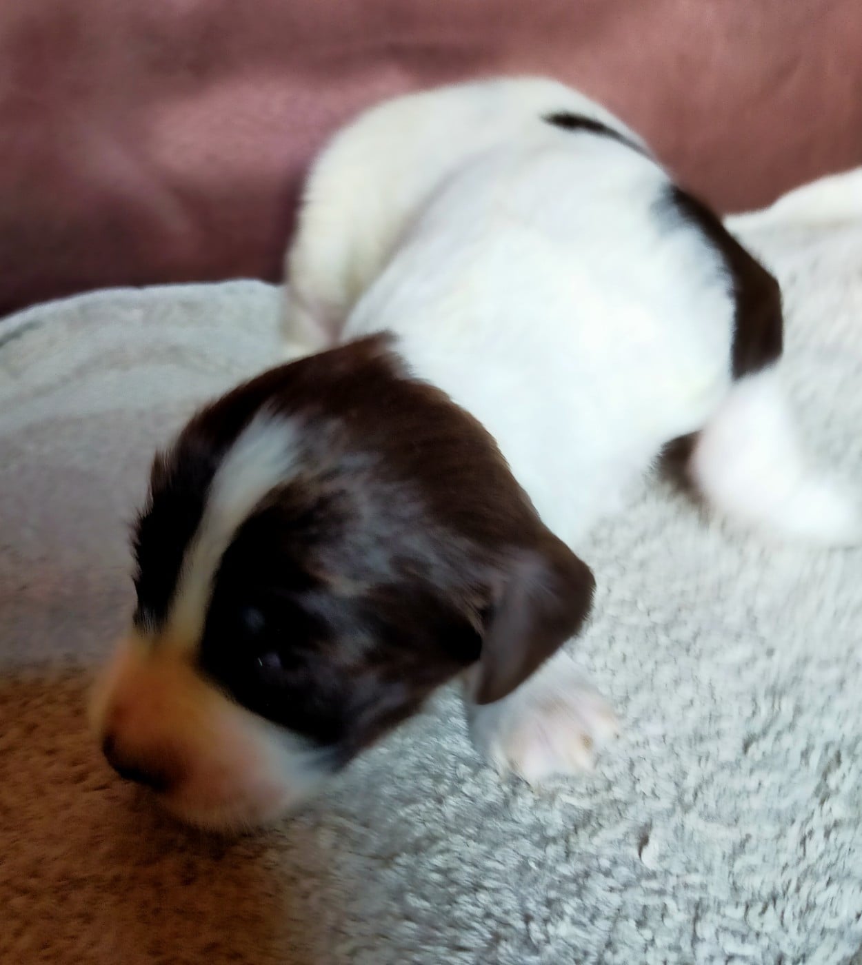 Chiot N°3