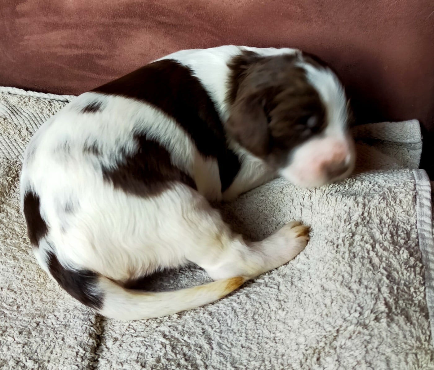 Chiot N°4