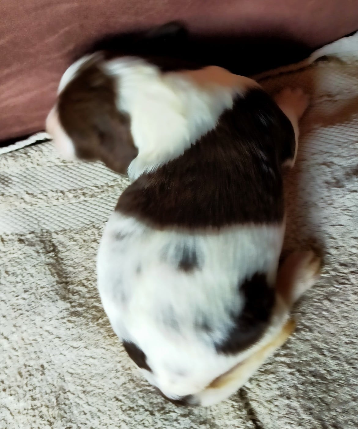Chiot N°4