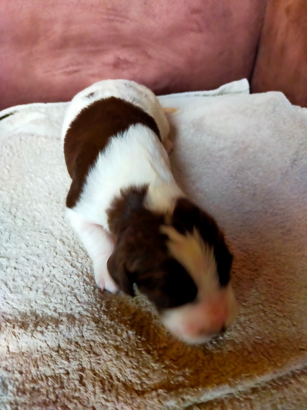 Chiot N°4