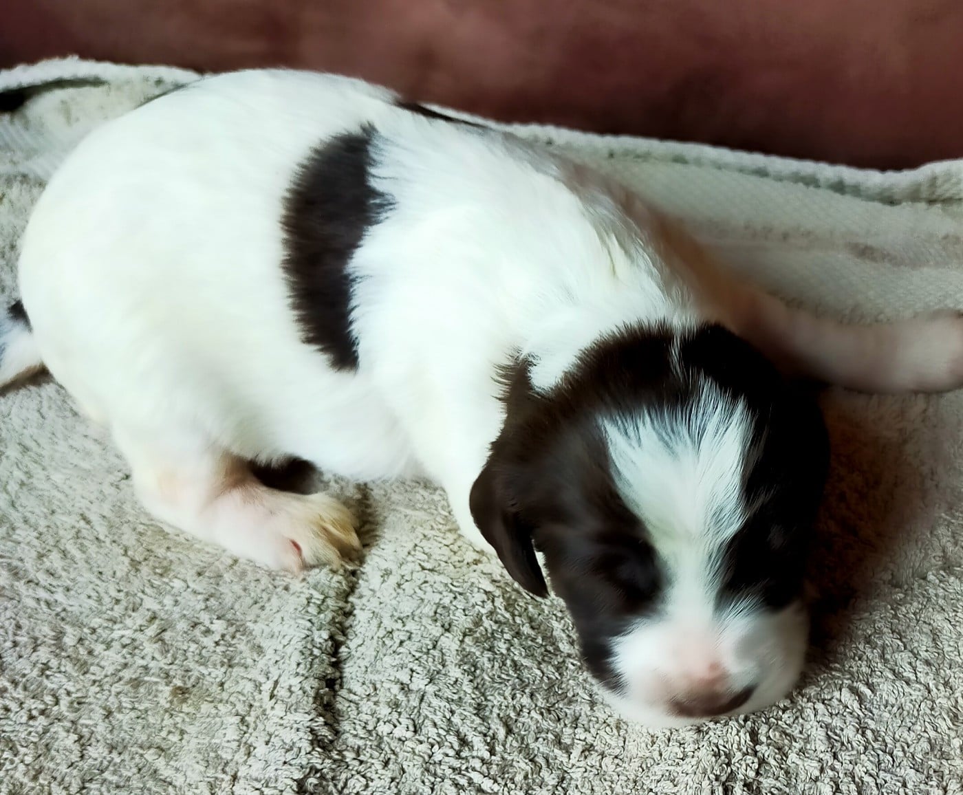 Chiot N°5