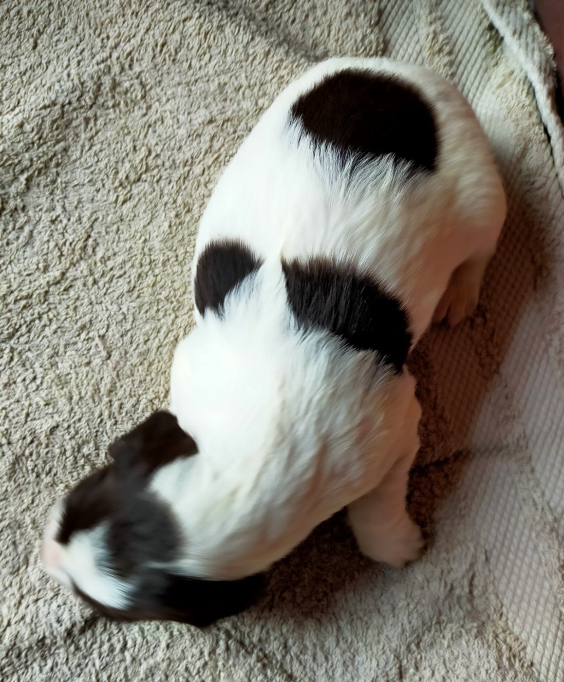 Chiot N°5