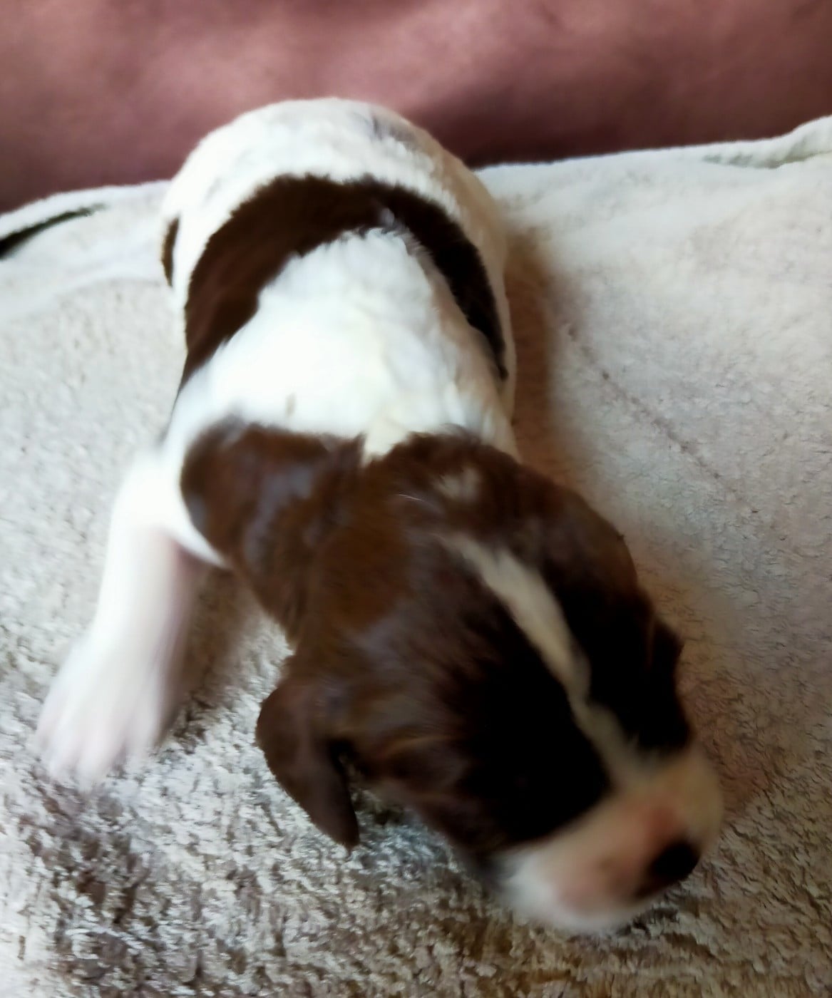 Chiot N°6