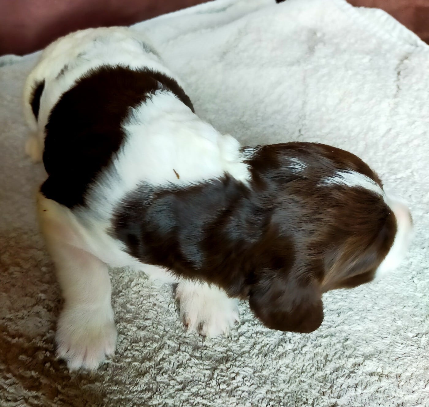 Chiot N°6