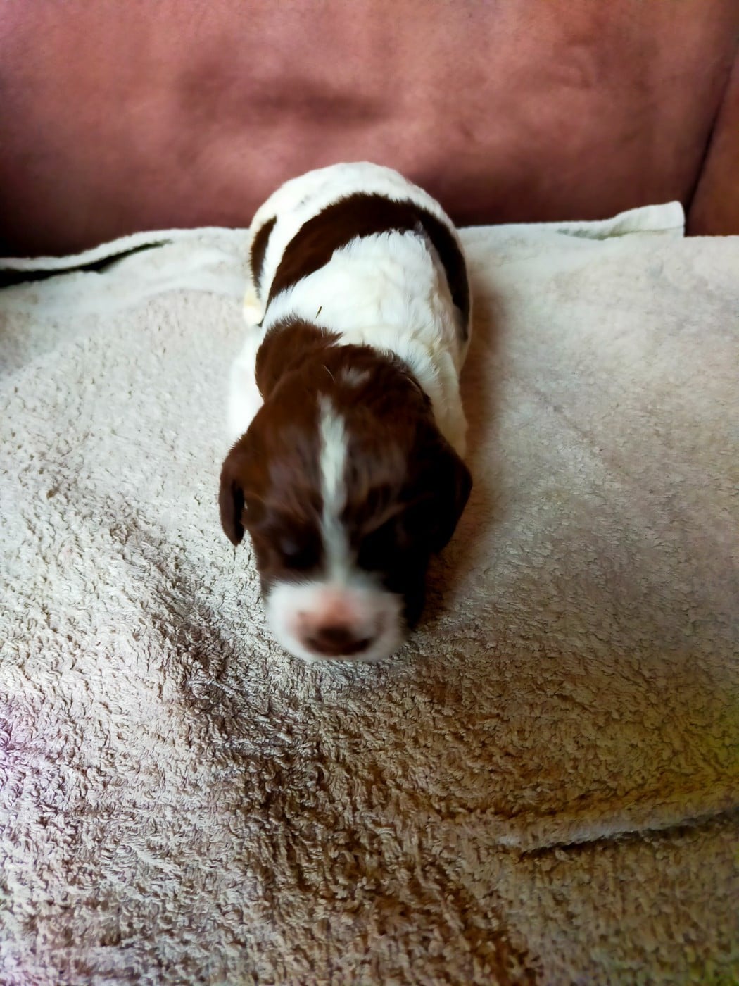 Chiot N°6
