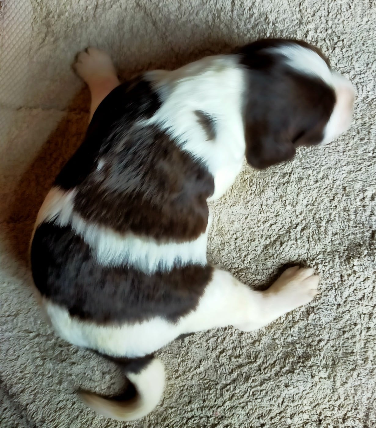 Chiot N°7