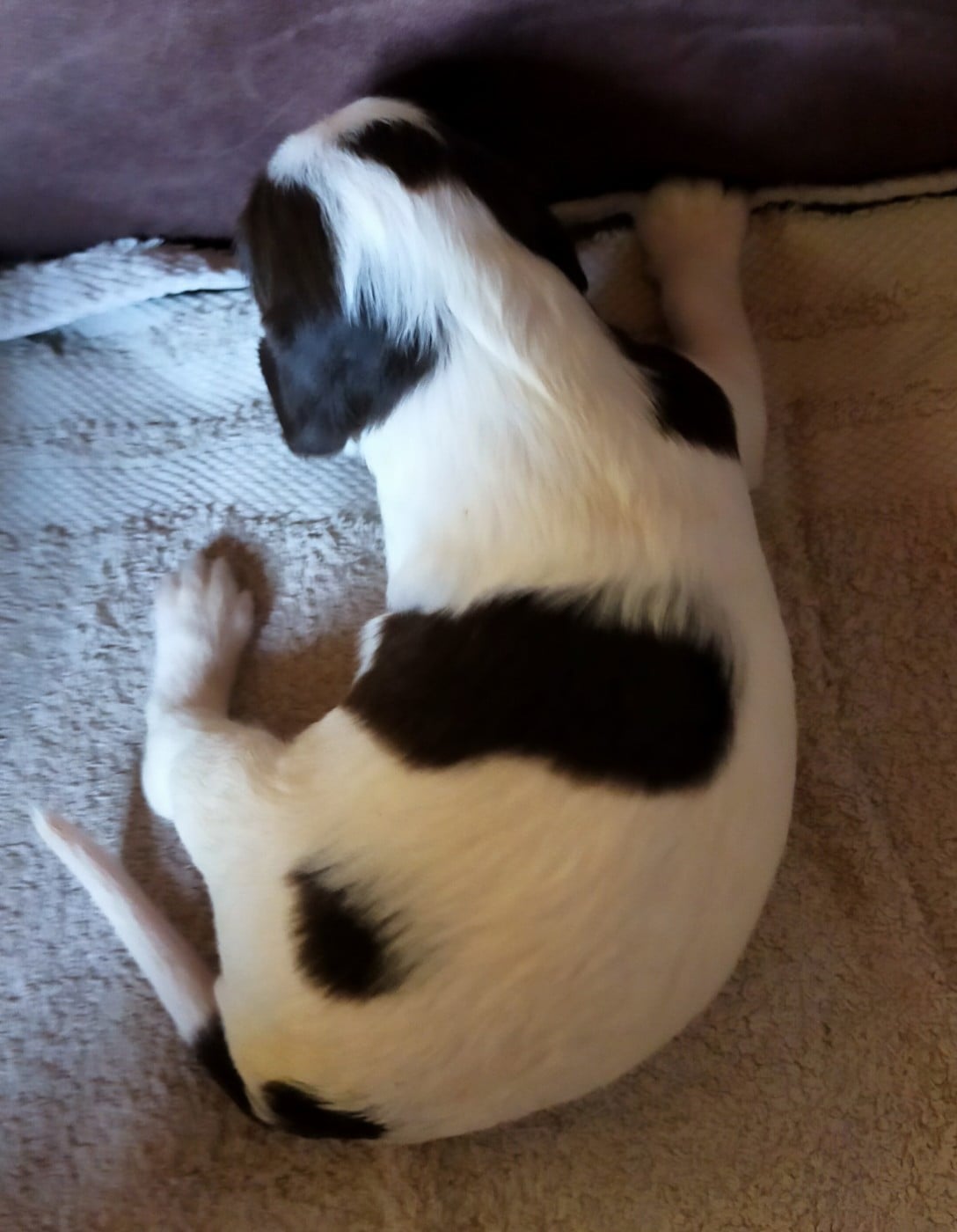 Chiot N°8