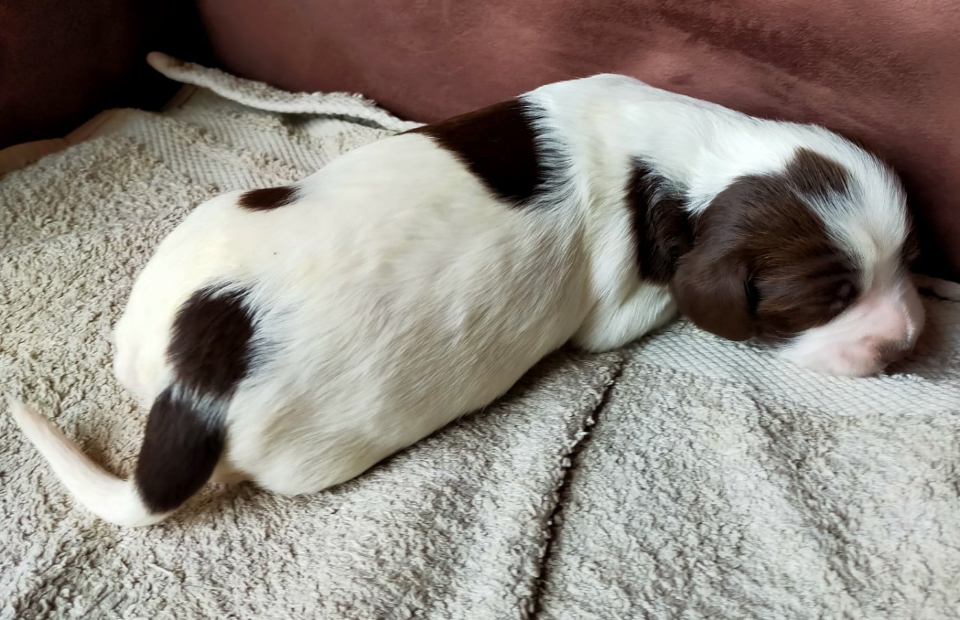 Chiot N°8