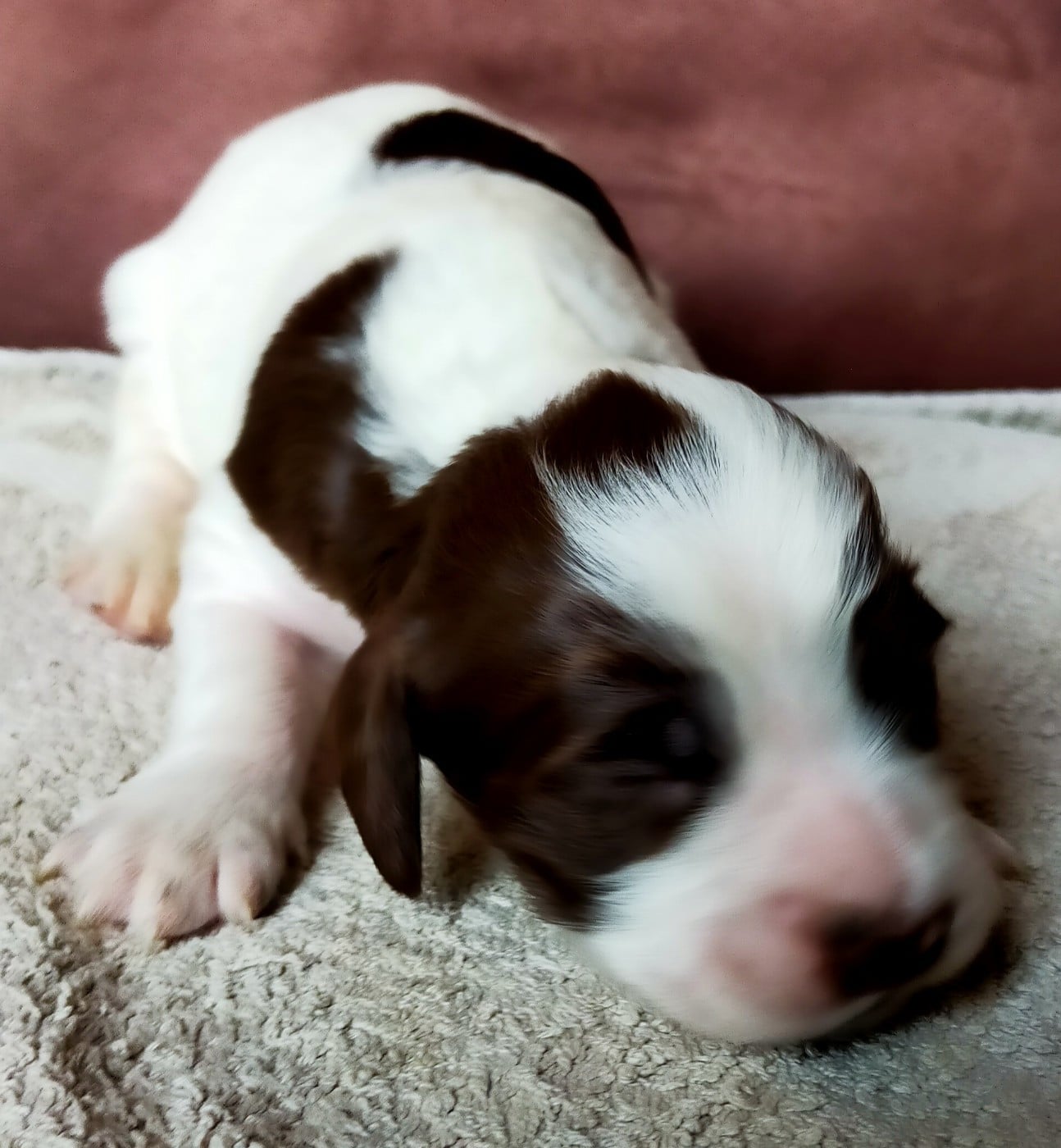 Chiot N°8