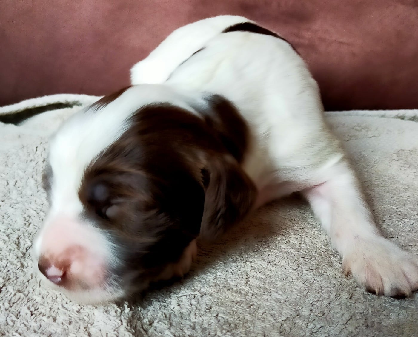Chiot N°8