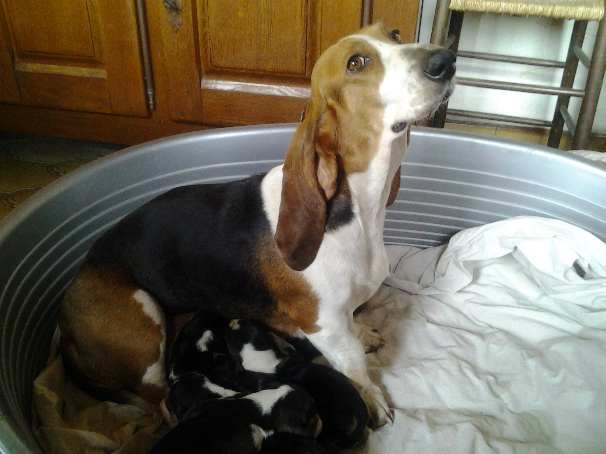 chiot Basset artesien normand Des terres du doux lieu