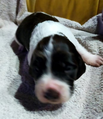 Les chiots de Epagneul Français