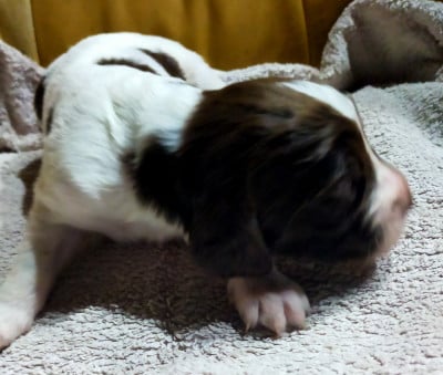 Les chiots de Epagneul Français