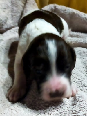 Les chiots de Epagneul Français