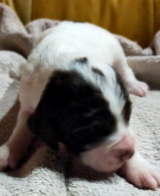 Les chiots de Epagneul Français