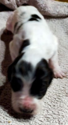 Les chiots de Epagneul Français