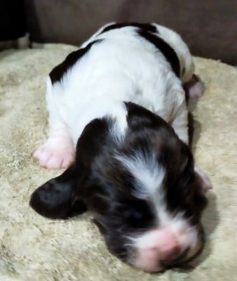 Les chiots de Epagneul Français