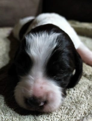 Les chiots de Epagneul Français