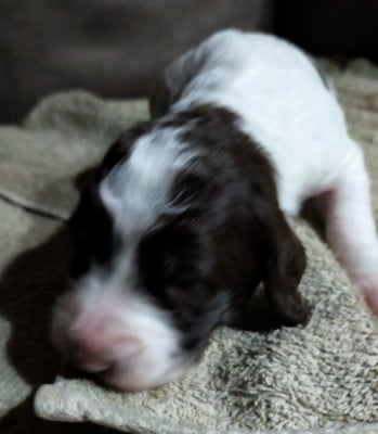 Les chiots de Epagneul Français