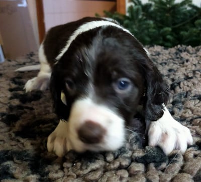 Les chiots de Epagneul Français