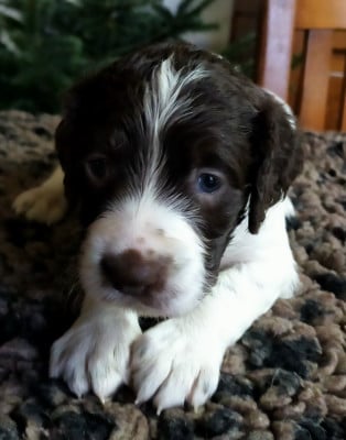 Les chiots de Epagneul Français