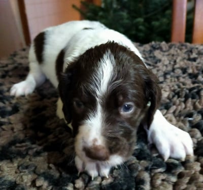 Les chiots de Epagneul Français