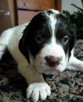 Les chiots de Epagneul Français