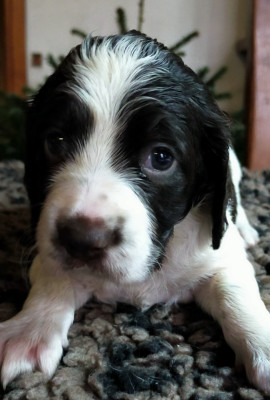 Les chiots de Epagneul Français