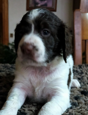 Les chiots de Epagneul Français