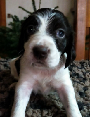 Les chiots de Epagneul Français