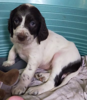 Les chiots de Epagneul Français