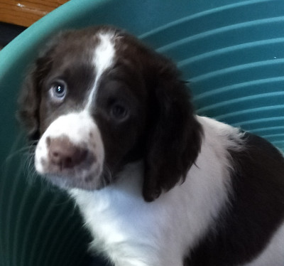 Les chiots de Epagneul Français